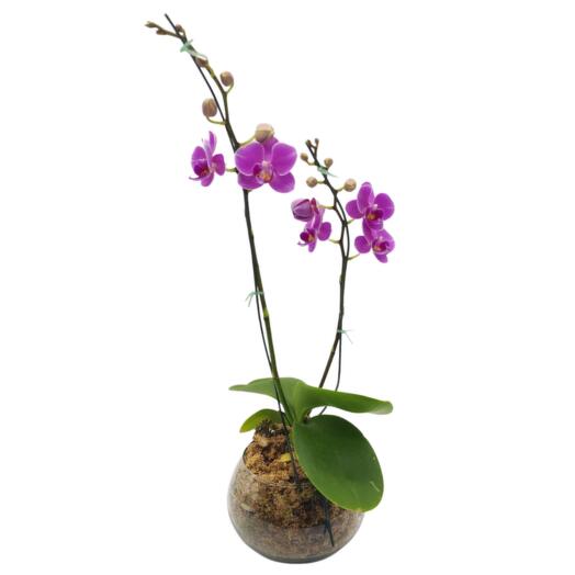 ORQUIDEA PHALEANOPSIS