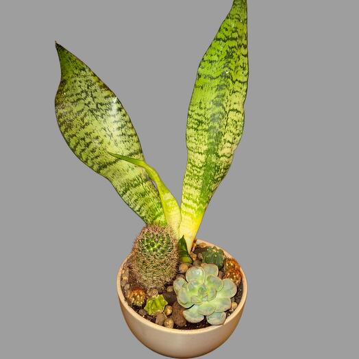 Composition of potted plants