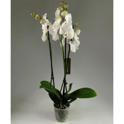 Orchid Phalaenopsis