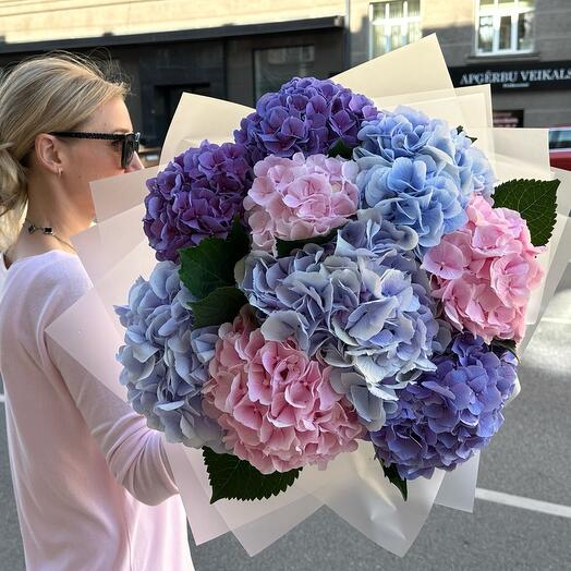 Hydrangea Cloud