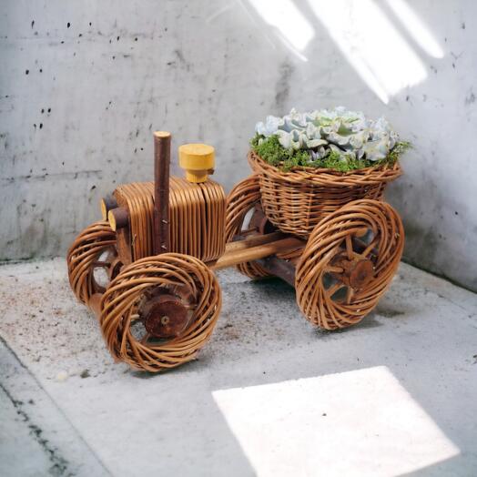 Potted Plant "Antanukas Ferrari"