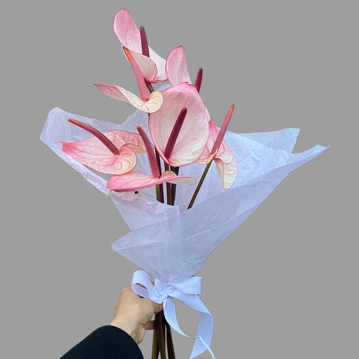 Anturium with delicate package