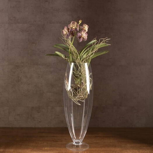 Комнатное растение Орхидея Ванда в бокале Шампань черно-желтая