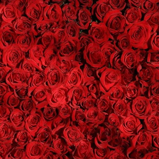 1000 red roses