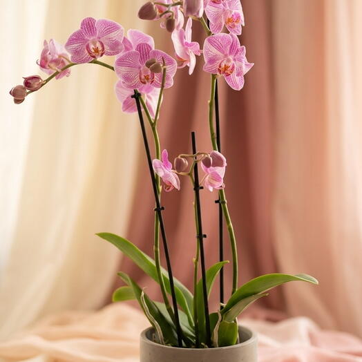 Elegant Pink Orchid