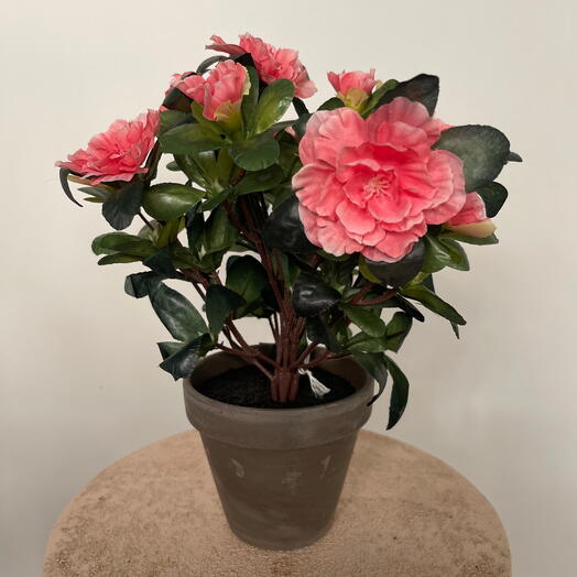 Konstgjorda azalea