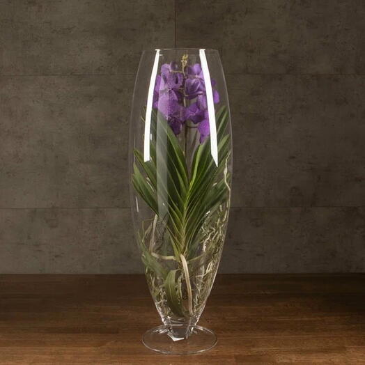 Орхидея Ванда в бокале Шампань темно-фиолетовая