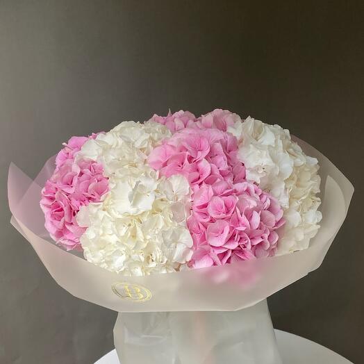 Hydrangea Pink   White