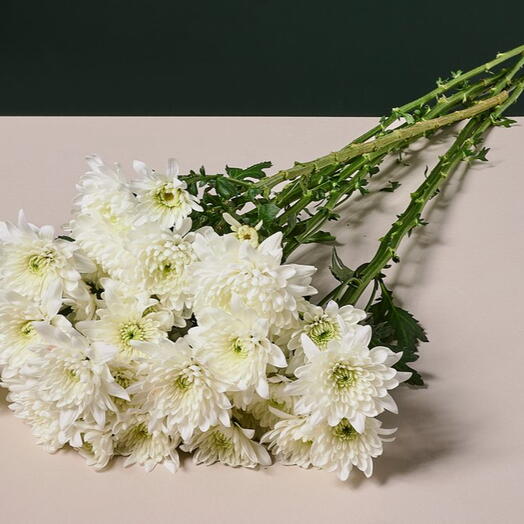 באנץ׳ חרצית