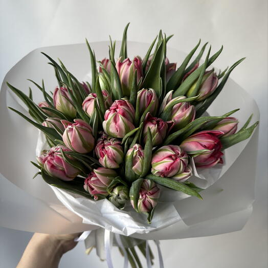 Tulips white and pink 🌸