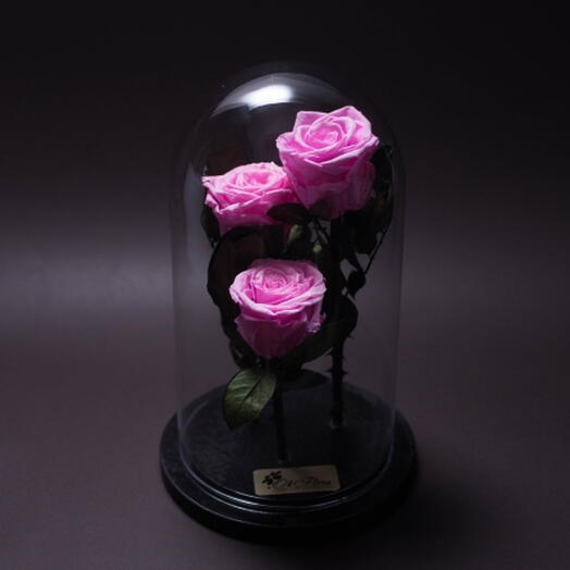 Стабилизированные розовые розы в большом куполе