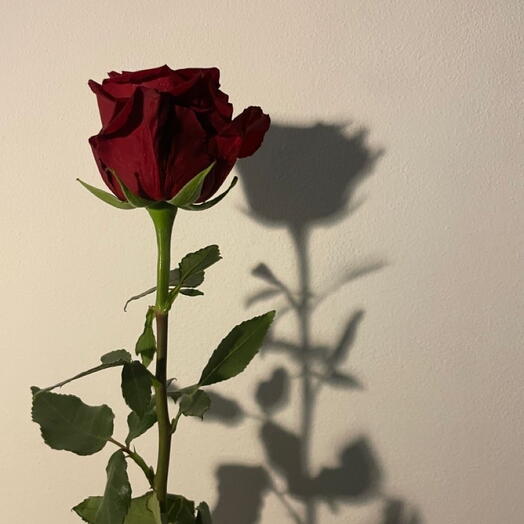Red rose Freedom
