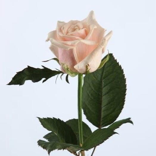 Rose Pink Mondial