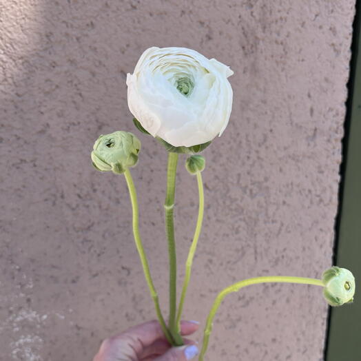 Ranunculus white