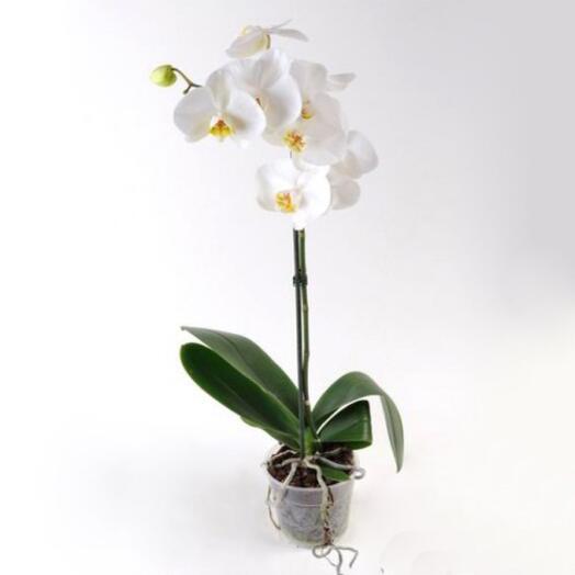 White Phalaenopsis orchid