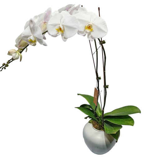 Orchid White