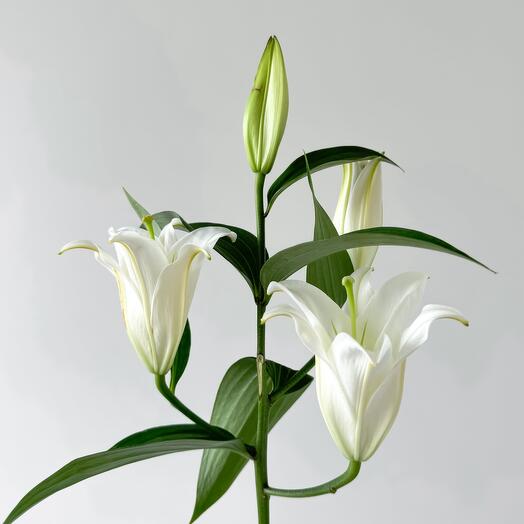 White royal lily
