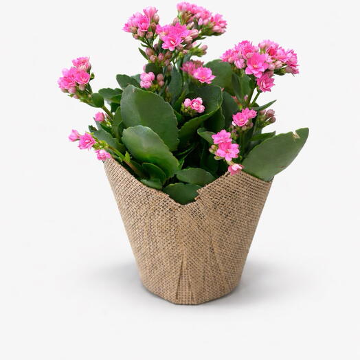 Kalanchoe pink