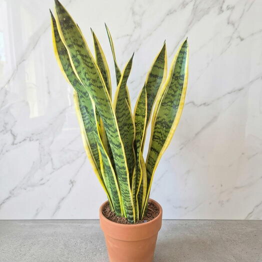 Sansevieria