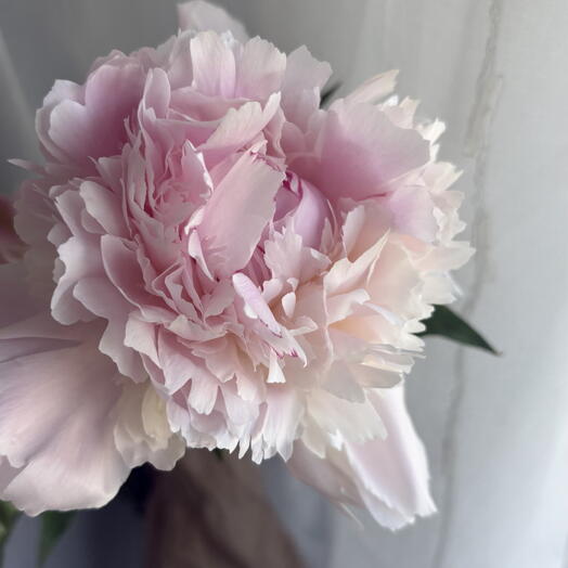Peony baby pink