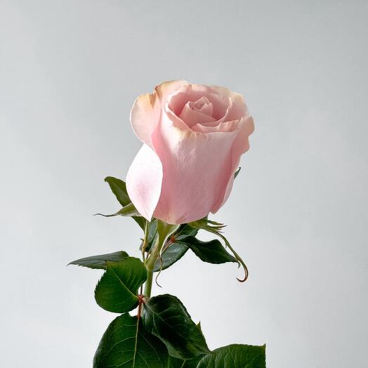 Light pink rose 70cm