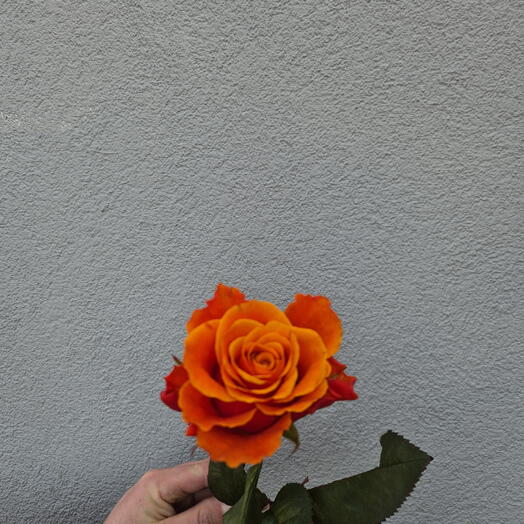 Rosas naranjas - Elija entre 9 piezas