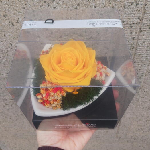 Yellow stabilised rose