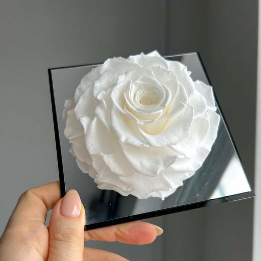 Ewige weisse Rose im Acrylrahmen