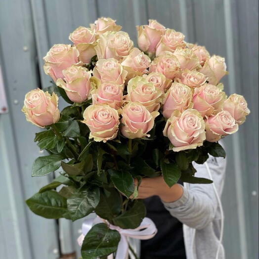 25 pink Mondial rose