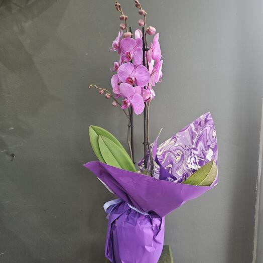 Pink orchid phalaenopsis with ceramic pot