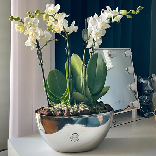 Orchid in a chrome pot