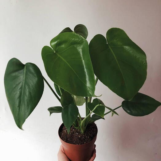 Monstera 🐲