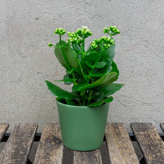 White Kalanhoe in a green pot