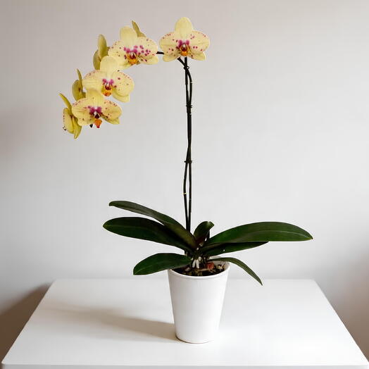 Orquidea Amarilla 1 vara