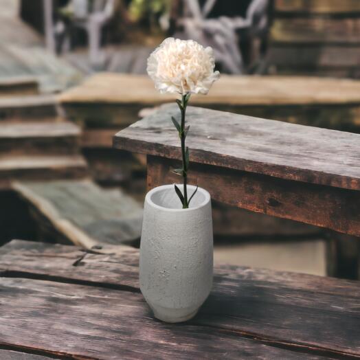 Carnations (Mixed Colours), Price is indicated per stem