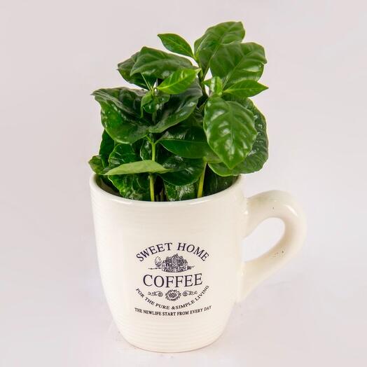 Coffee Cup Garden