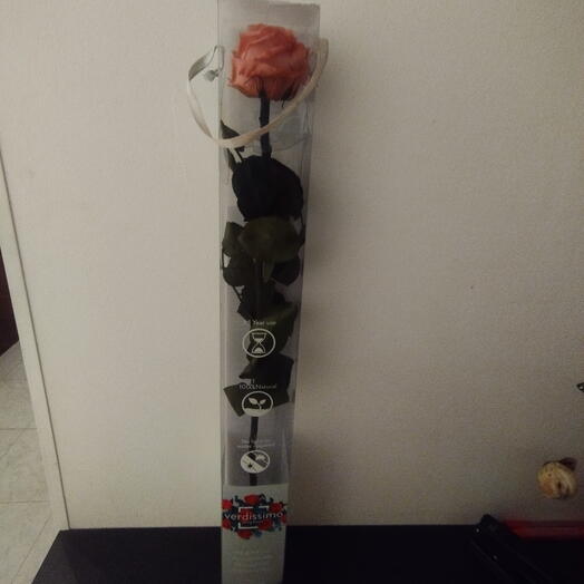 Rosa Rosa ETERNA Preservada Rosa VERDISSIMO