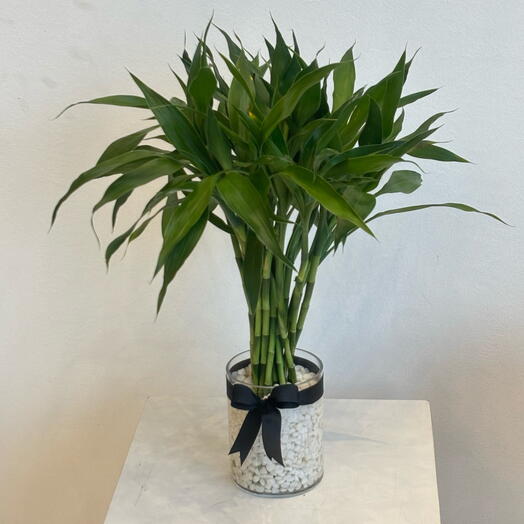 نبات البامبو