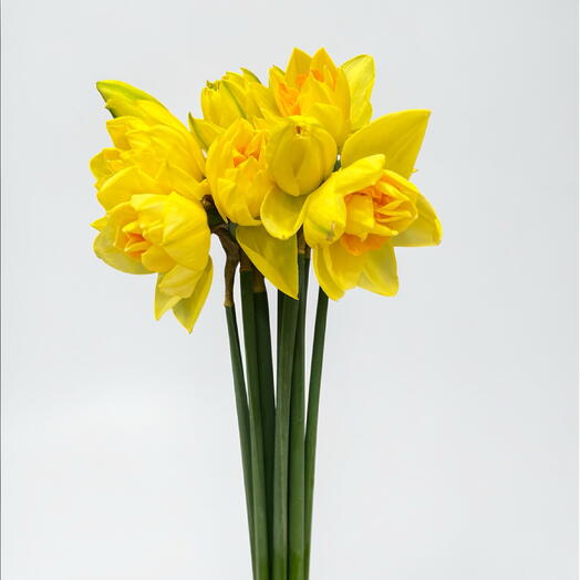 Bouquet of narcisus