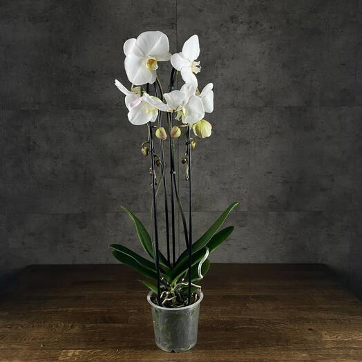Phalaenopsis orchid in a pot White