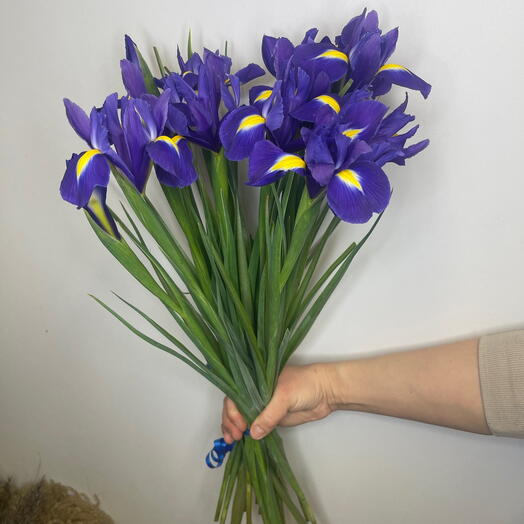 Iris flowers 15