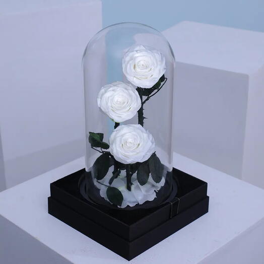 White  Forever Rose