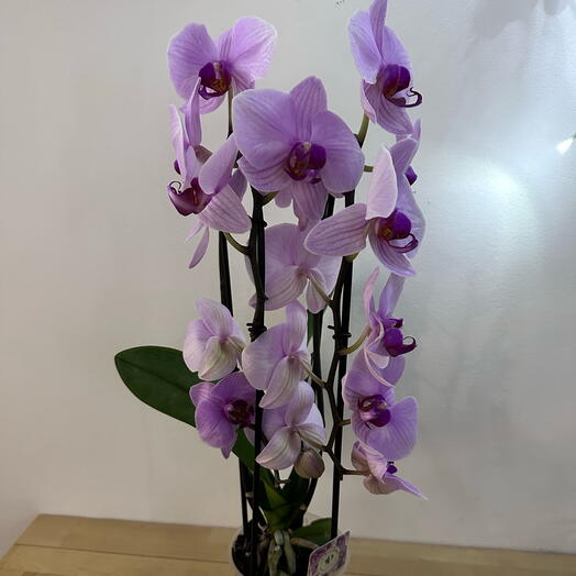 Két szárú orchidea, rózsaszín