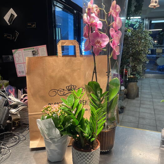 Tre olika krukvaxter