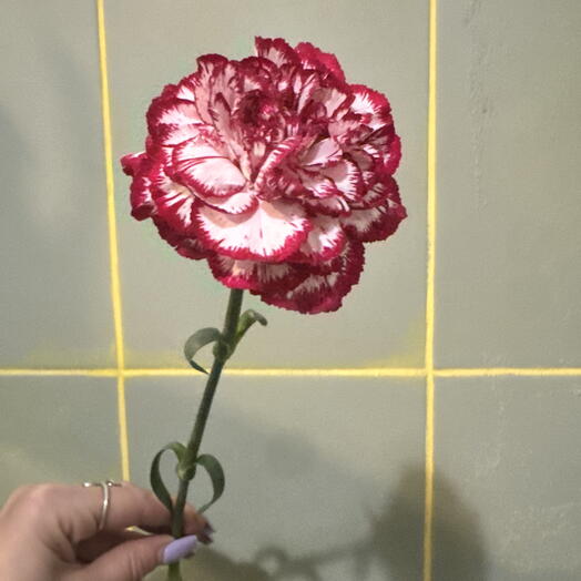 Karafiat bily s vinovym okrajem