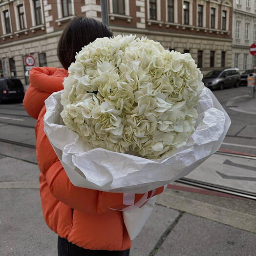 Hydrangeas Cloud