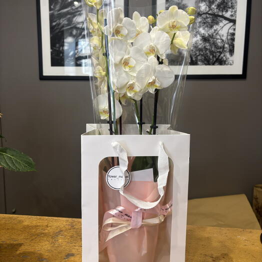 Orchid in a gift bag, 40 cm, 4 branches