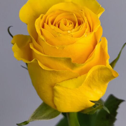 Yellow rose