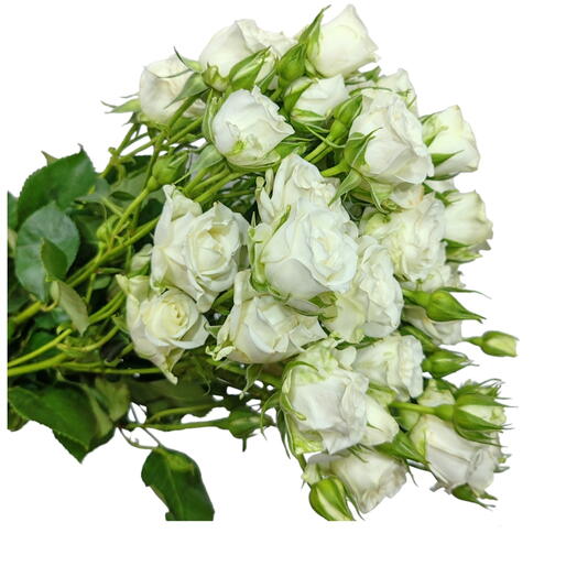 White Single Spray Roses