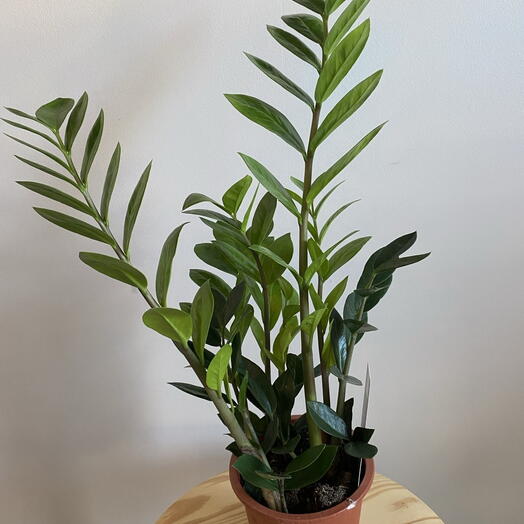 Zamioculcas